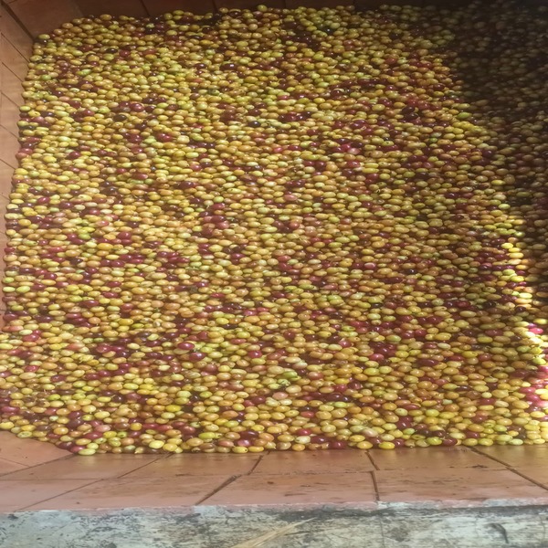 Grano de Café para Tostar